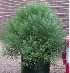 Giant Sequoia / Mammoetbomen: 1 meter hoog, Tuin en Terras, Planten | Bomen, Bloeit niet, Overige soorten, 100 tot 250 cm, Ophalen