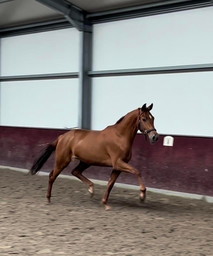 Mega bewegende 3jarige merrie te koop!!, Merrie, Dressuurpaard, 3 tot 6 jaar