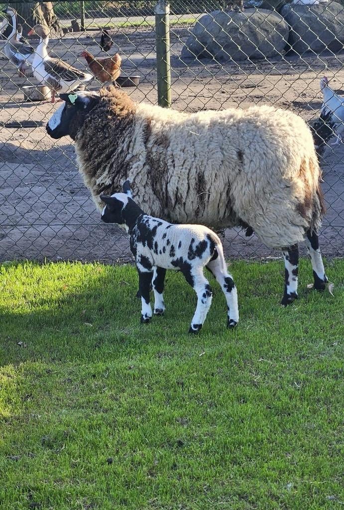 Schaap met ooi lam, Dieren en Toebehoren, Schapen, Geiten en Varkens, Vrouwelijk, Schaap