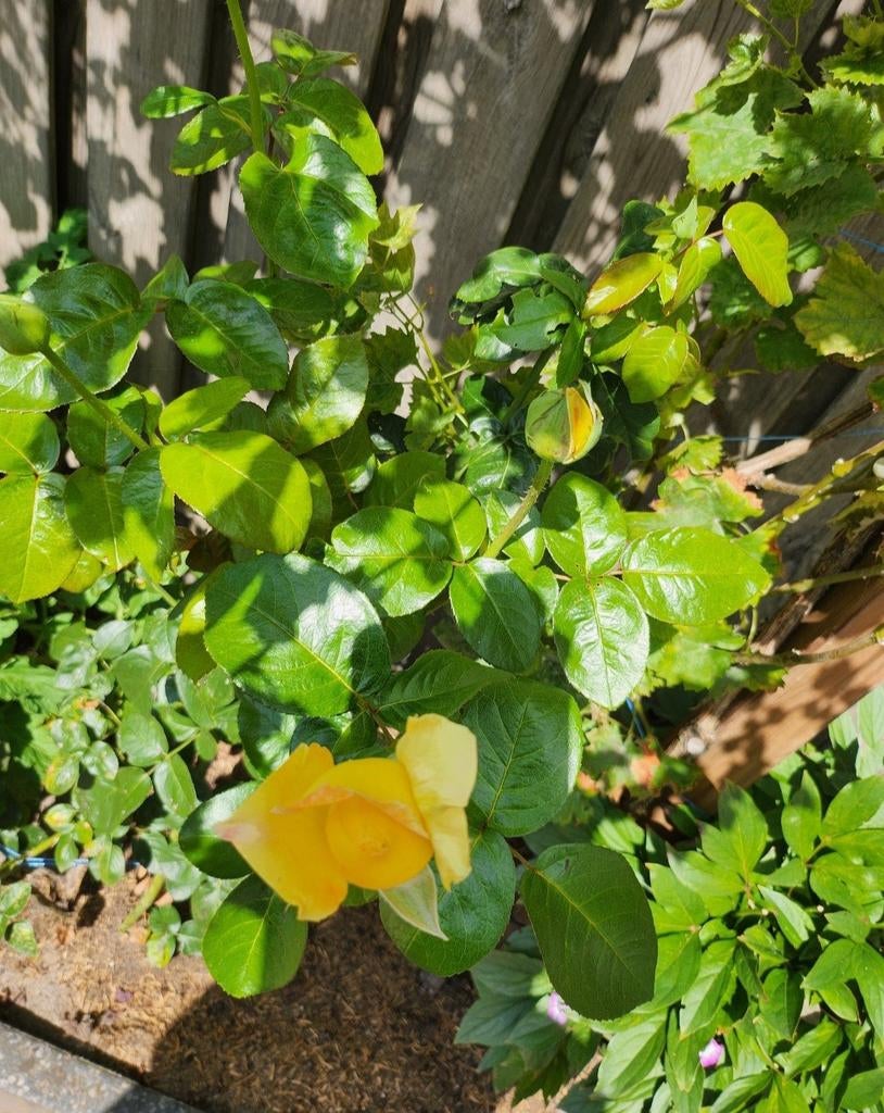 Roos, Ophalen, Overige soorten, Volle zon