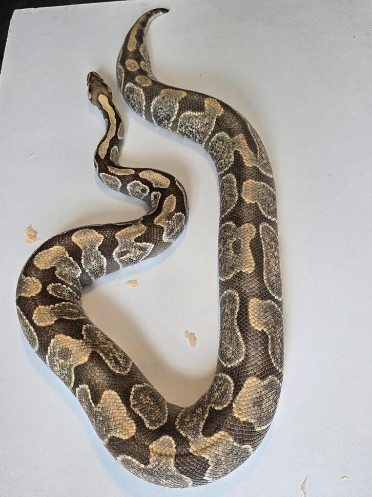 0.1 Enchi dg het cryptic 50% het pied ball python Ball Python - female for sale from martijn