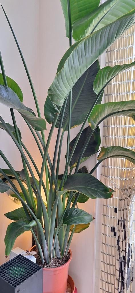 Strelitzia Nicolai, 4 stammen, 2.20m hoog, Ophalen