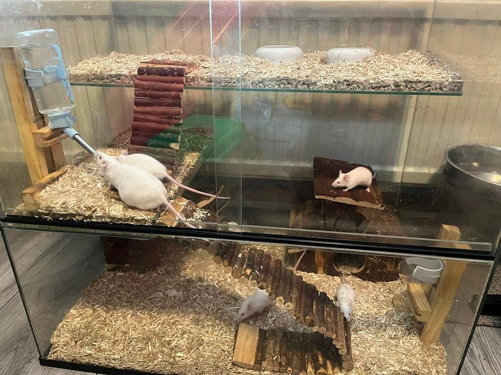 Voeder muizen te koop!!! ( levend en kadavers ), Dieren en Toebehoren, Knaagdieren, Februari, Meerdere dieren, Muis