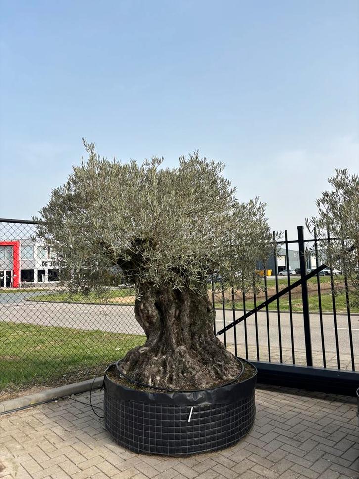 Mega-formaat olijfbomen, Tuin en Terras, Planten | Bomen, Olijfboom, 100 tot 250 cm, Volle zon, Ophalen