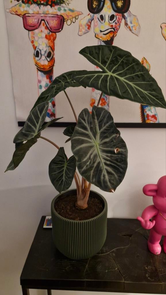 Alocasia kamerplant inclusief Capi Europe pot, Huis en Inrichting, Ophalen, Halfschaduw, In pot, Minder dan 100 cm