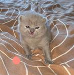 Britse korthaar kittens, Poes, Ontwormd