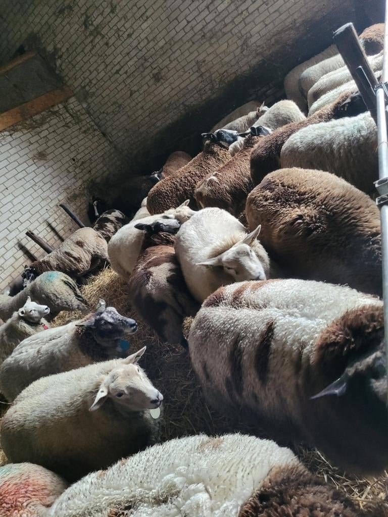 Zwarte en bonte Wol GRATIS, Vrouwelijk, Schaap
