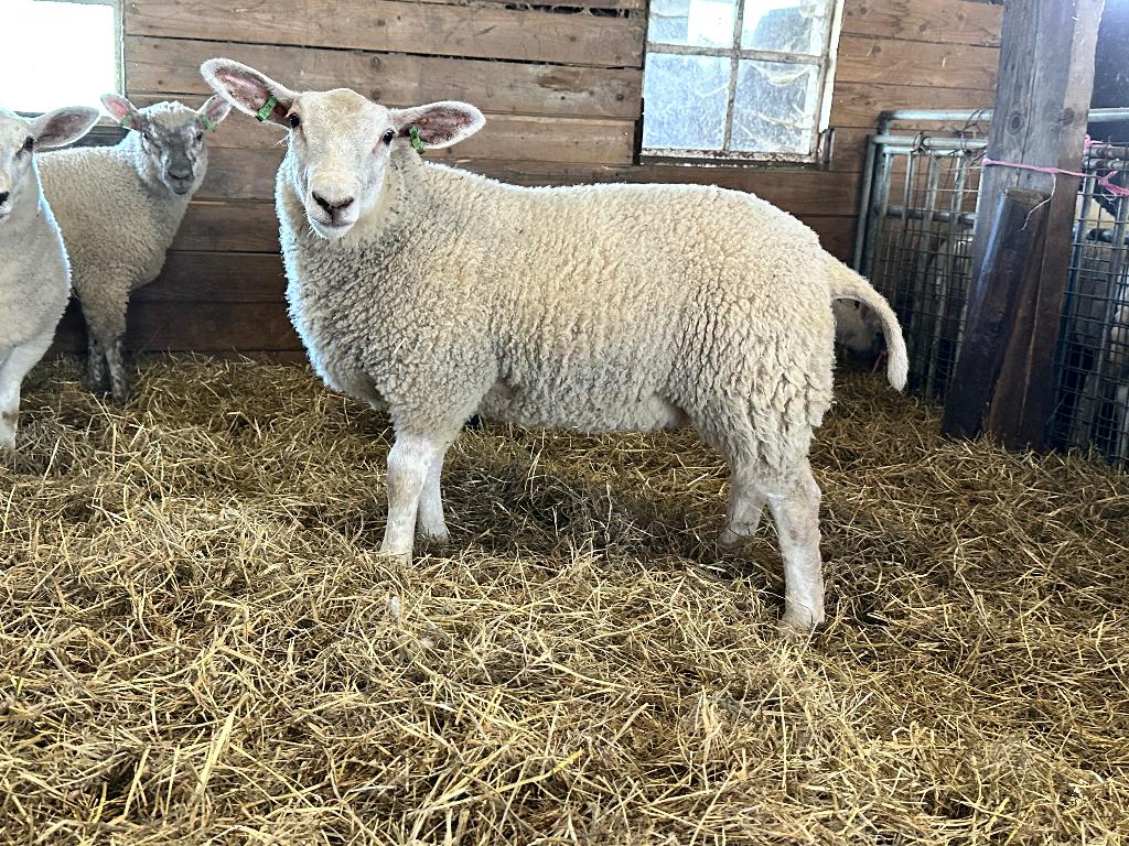 Te koop mooie swifter lammeren, Meerdere dieren, Schaap, 0 tot 2 jaar