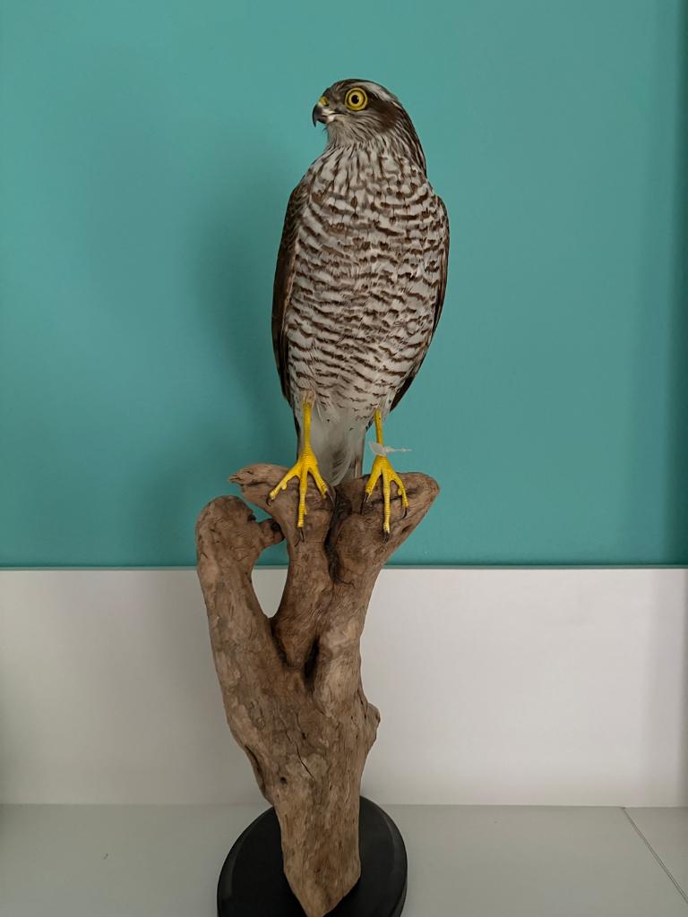 Opgezette Sperwer op Boomstam, Verzamelen, Dierenverzamelingen, Ophalen of Verzenden, Nieuw, Vogel, Opgezet dier