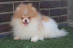 Mini Parti Color Pomeriaan/Pomeranian Reutje Aanwezig in NL, Dieren en Toebehoren, Keeshond, 15 weken tot 1 jaar, Reu, Buitenland