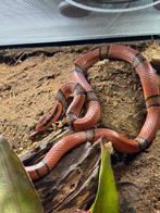 1.1 Oreocryptophis porphyraceus pulchra, Dieren en Toebehoren, Slang, Tam, 0 tot 2 jaar