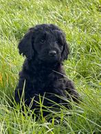 Labradoodle pups, Dieren en Toebehoren, Honden | Retrievers, Spaniëls en Waterhonden, Parvo, 8 tot 15 weken, Meerdere, Nederland