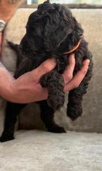 Labradoodle pups, 8 tot 15 weken, Meerdere, Meerdere dieren, Middel