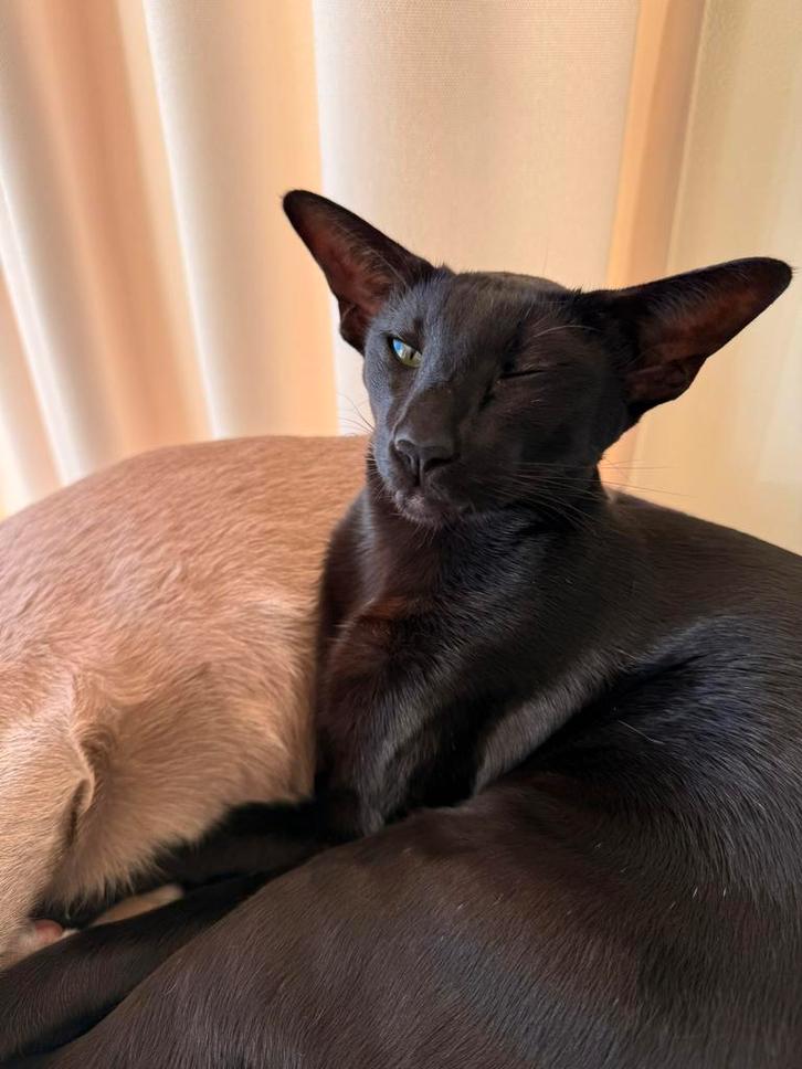 Shadow, Dieren en Toebehoren, Katten en Kittens | Raskatten | Korthaar, Poes