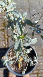 Roze vlinderstruik, Tuin en Terras, Planten | Tuinplanten, Volle zon, Vaste plant, Zomer, Ophalen