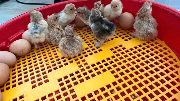 Brahma kuikens buff, Dieren en Toebehoren, Pluimvee, Kip, Geslacht onbekend