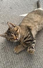 katertje kitten/speelmaatje gezocht, Dieren en Toebehoren, Ophalen of Verzenden