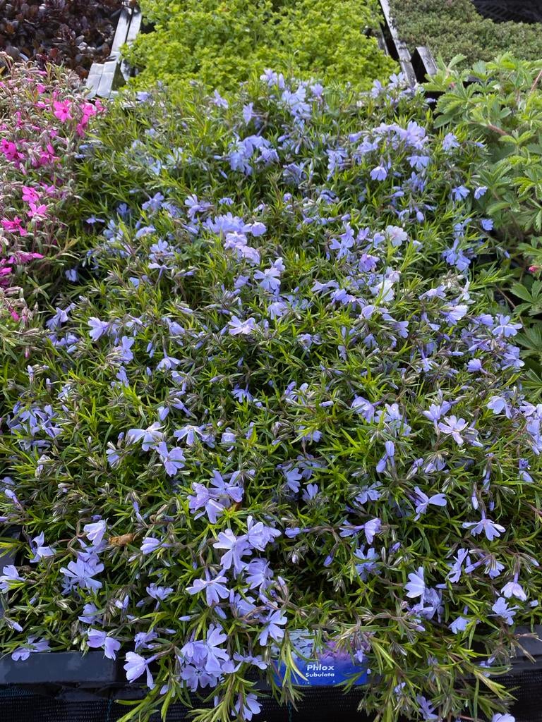 Diverse Phlox soorten - Prachtige Bodembedekkers, Tuin en Terras, Ophalen, Bodembedekkers, Volle zon, Vaste plant