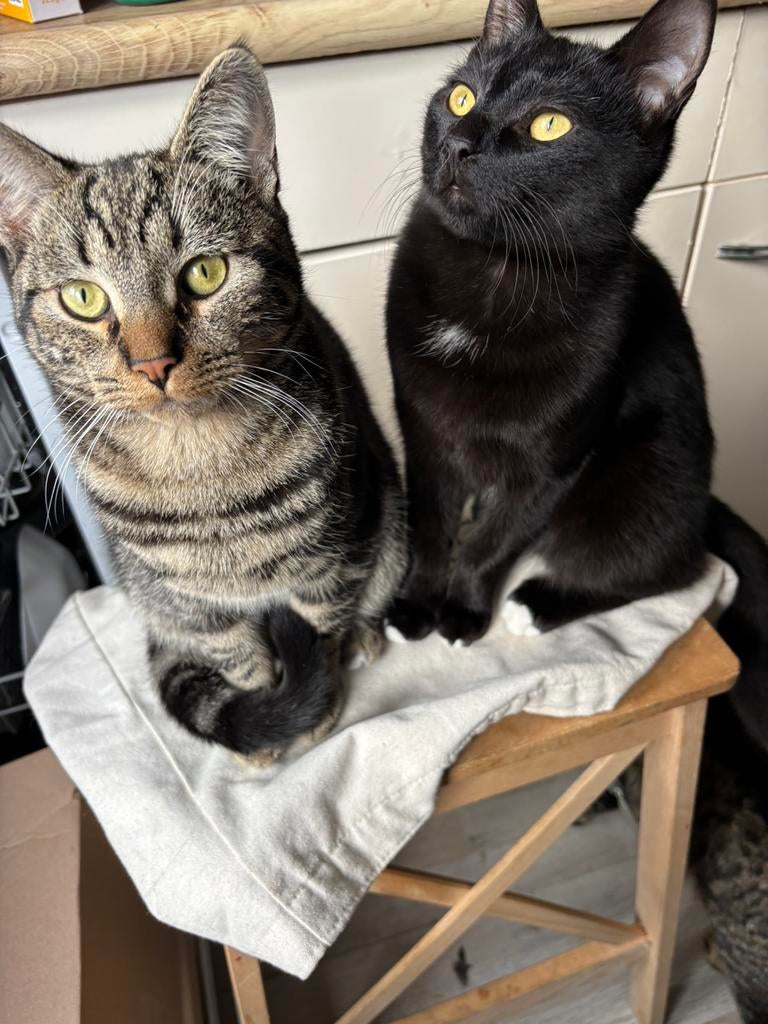 2 katertjes blacky & junior, Dieren en Toebehoren, Katten en Kittens | Overige Katten, Kater