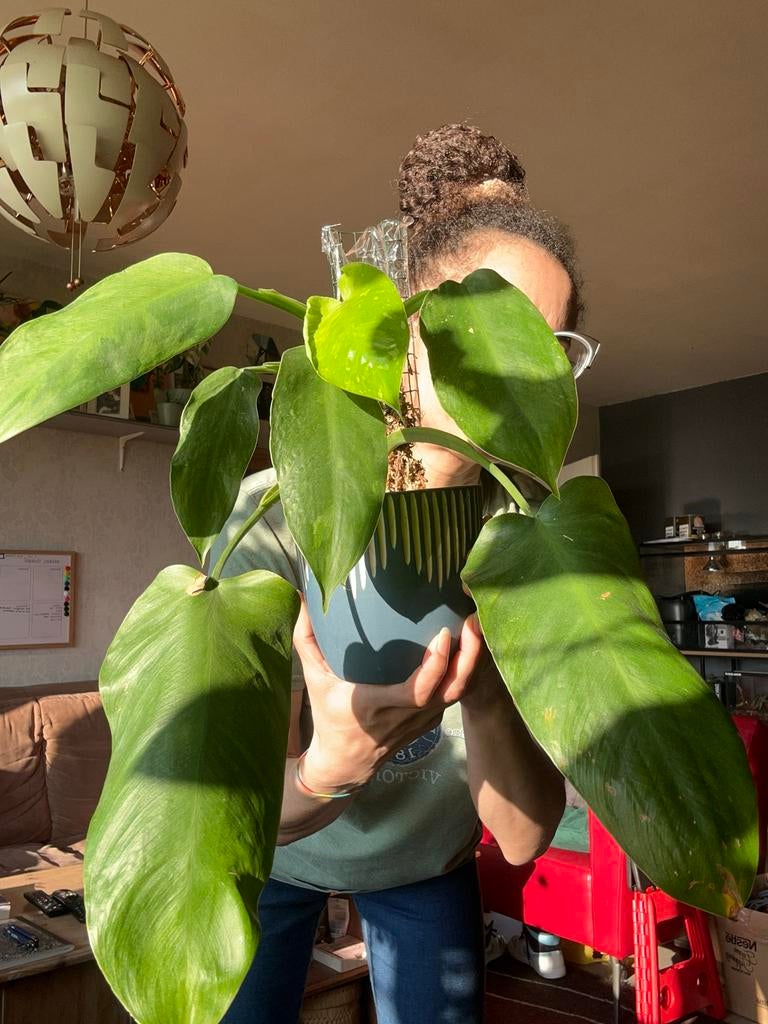 Philodendron Jose Buono met mospaal - Ophalen in Zeist, Ophalen, Overige soorten, Halfschaduw, Minder dan 100 cm