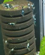 Hobbyaquarium Green Rilli / rilly garnalen, Meerdere dieren, Parkiet