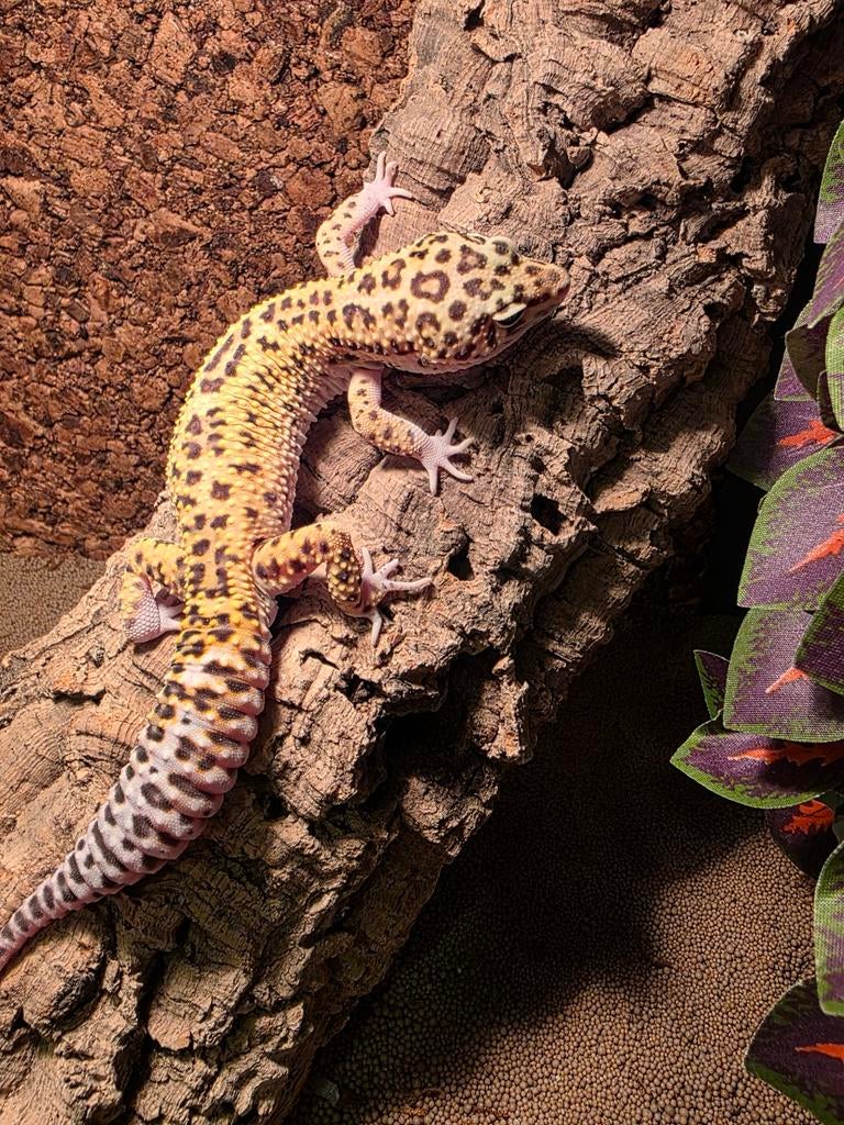 Gekko, Hagedis, 0 tot 2 jaar