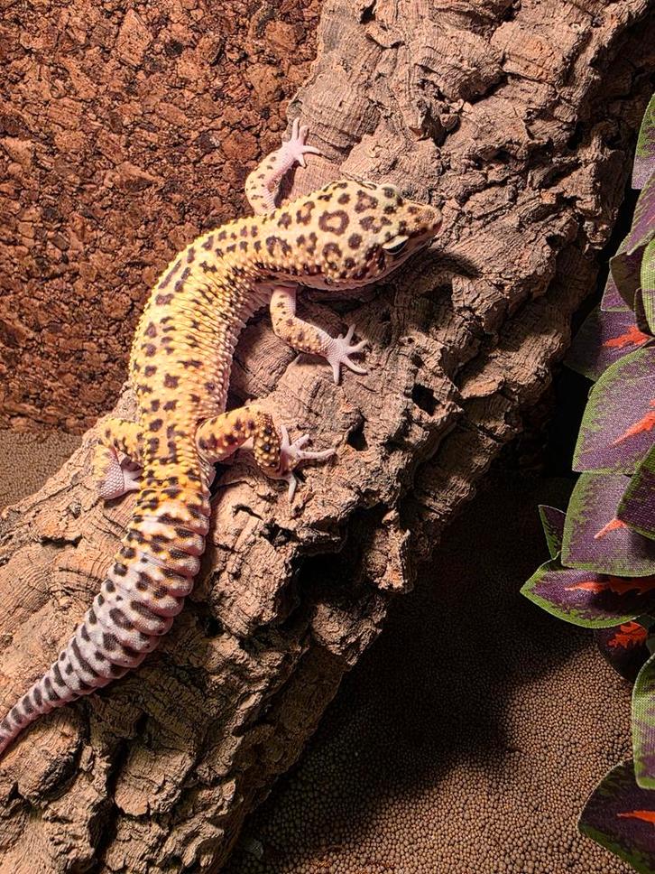 Gekko Leopard Gecko - male for sale from Kees