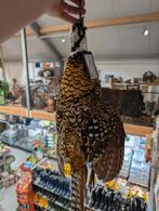 opgezette koningsfazant fazant jacht vogel hert haan, Ophalen, Zo goed als nieuw, Vogel, Opgezet dier