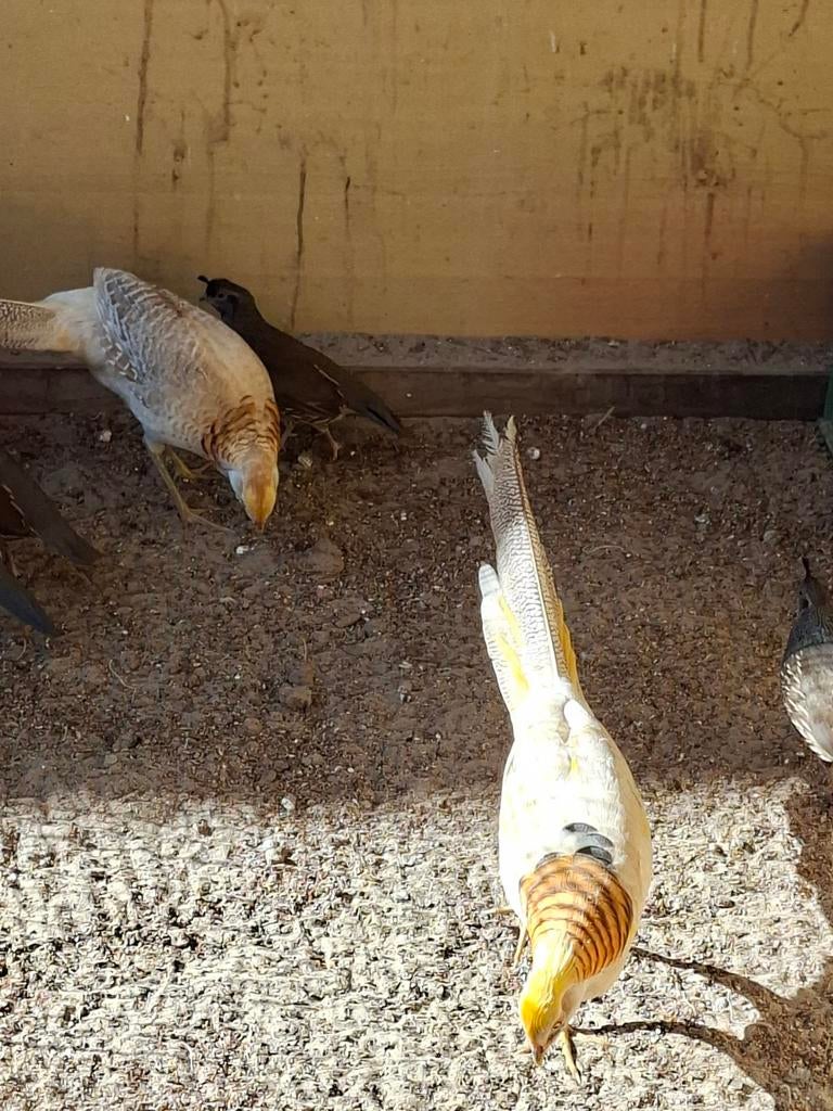 Gele goudfazant hanen., Mannelijk