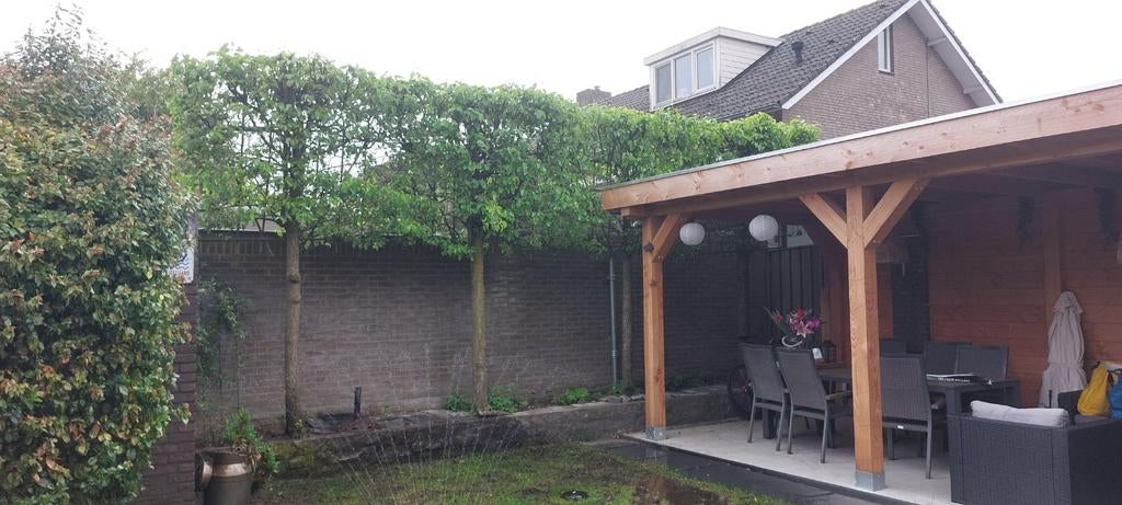 2 Leibomen - Privacy en Groen voor uw Tuin, Tuin en Terras, Planten | Bomen, Leiboom, 250 tot 400 cm, Lente, Ophalen