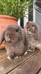 3 jonge NHD konijntjes te koop - otter bruin, bruin en zwart, Dieren en Toebehoren, Konijnen, Meerdere dieren, Dwerg, Hangoor