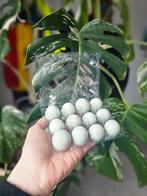 100% celadon kwartel broedeieren