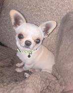 Lieve chihuahua, Dieren en Toebehoren, Parvo, Reu, 1 tot 2 jaar, Eén hond
