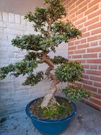 Azalea satsuki bonsai, Ophalen, Volle zon, Overige soorten, Minder dan 100 cm