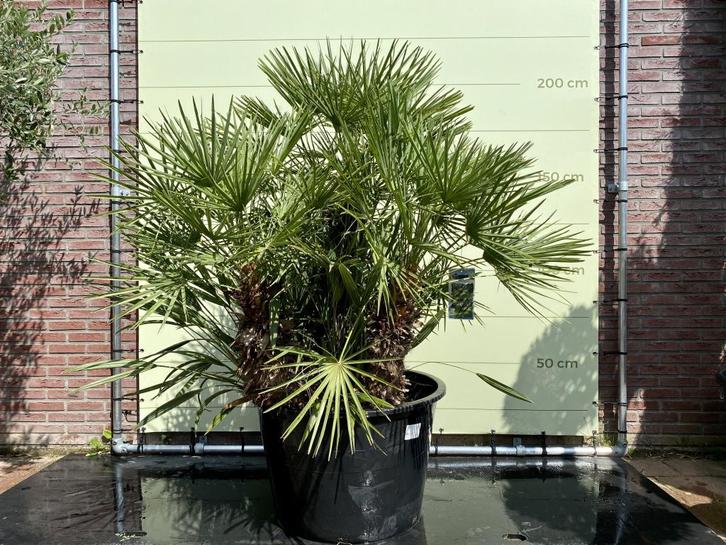 Palmboom - Chamaerops Humilis - stamhoogte 80 cm, Tuin en Terras, Planten | Bomen, Palmboom, 100 tot 250 cm, Volle zon, Zomer