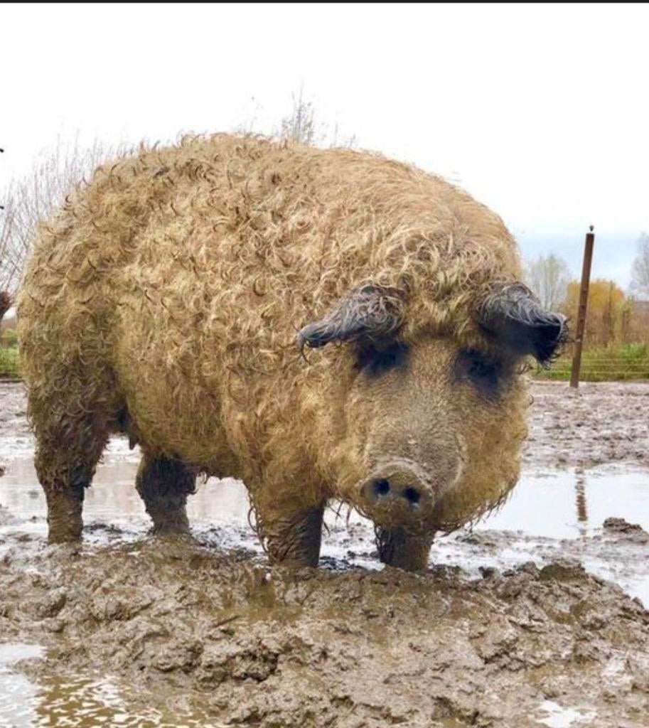 Gezocht,  wolvarken biggetjes, Dieren en Toebehoren, Schapen, Geiten en Varkens, Vrouwelijk