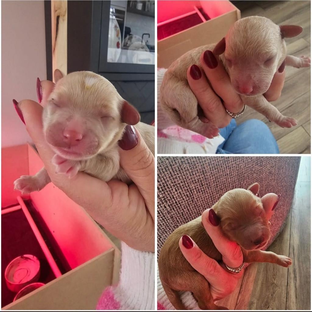 Mini Labra Doodle, Dieren en Toebehoren, Honden | Chihuahua's en Gezelschapshonden, Poedel, 8 tot 15 weken, Meerdere, Meerdere dieren