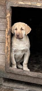 Kangals puppy’s, Parvo, België, Particulier, Overige rassen