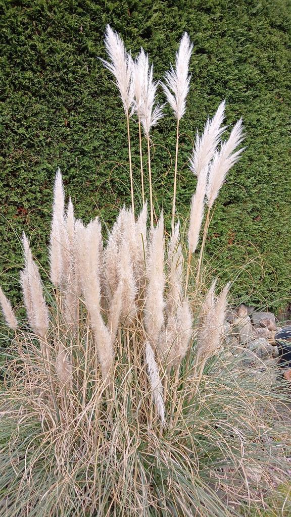Grote Pampas pluimen - ca. 20 stuks, Huis en Inrichting, Woonaccessoires | Droogbloemen, Nieuw, Ophalen