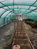 Magnolia Wine Lite - Prachtige Bloeiende Boom, Overige soorten, Volle zon, Vaste plant, Ophalen of Verzenden