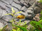 Goud gourami