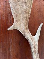 Oud  herten gewei, Ophalen of Verzenden, Gebruikt