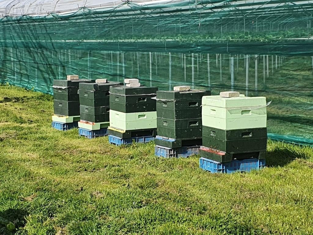 Sterke bijenvolken in Segeberger spaarkast, Dieren en Toebehoren, Bijen