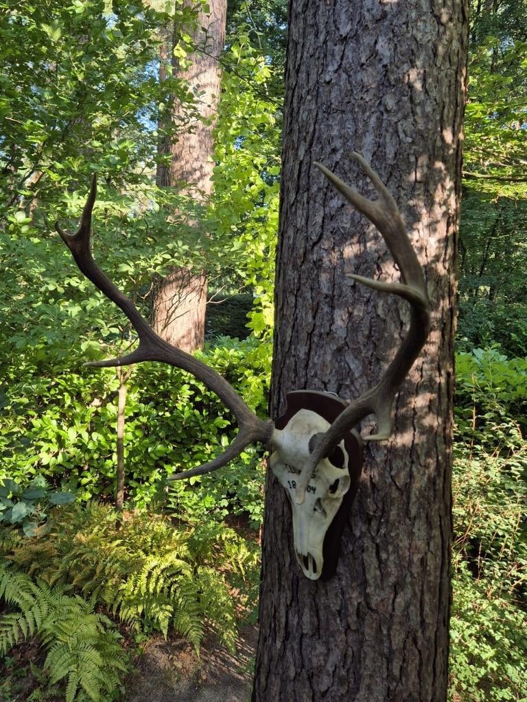 Mooi Groot Herten Gewei Jacht Trofee Mancave Jagen c43, Verzamelen, Dierenverzamelingen, Gebruikt, Gewei of Kop, Hert, Ophalen