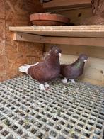 Takla, Dieren en Toebehoren