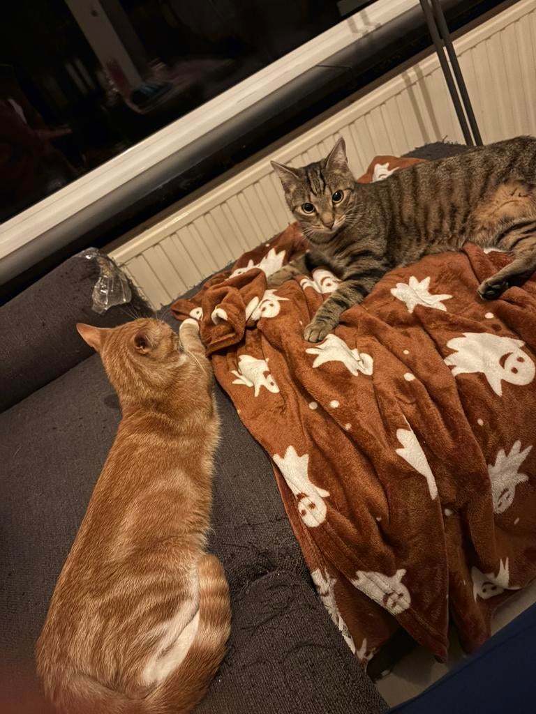 1 kat en 1 poes + toebehoren, Dieren en Toebehoren, Meerdere dieren, 0 tot 2 jaar