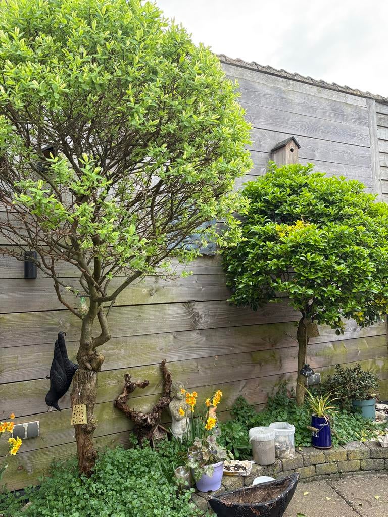 Boompje in de vorm van bal, Bloeit niet, Ophalen of Verzenden, 100 tot 250 cm, Volle zon