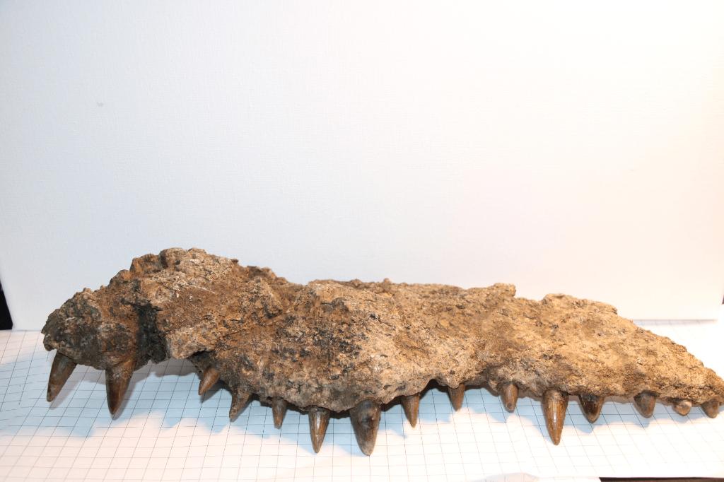 kaakdeel krokodil, Ophalen of Verzenden, Fossiel