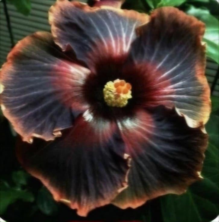 Exotische Hibiscuszaden - Diverse Kleuren, Ophalen of Verzenden, Halfschaduw, Minder dan 100 cm