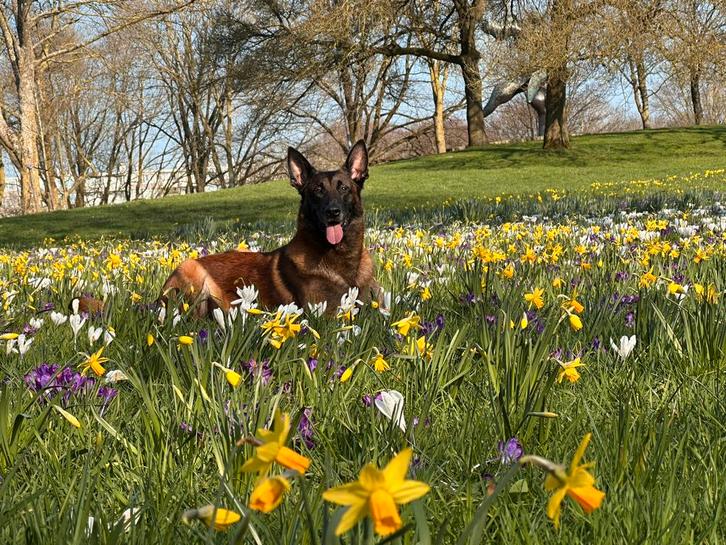 Internationale sportdekreu – Mechelse Herder, Dieren en Toebehoren, Honden | Herdershonden en Veedrijvers, Reu, Herder, Particulier